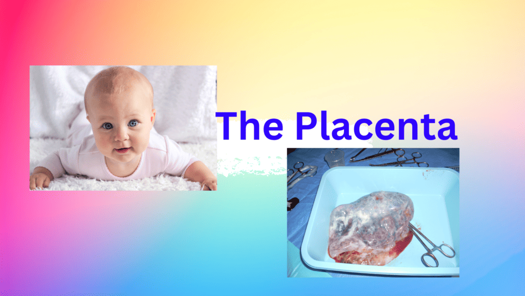 The placenta