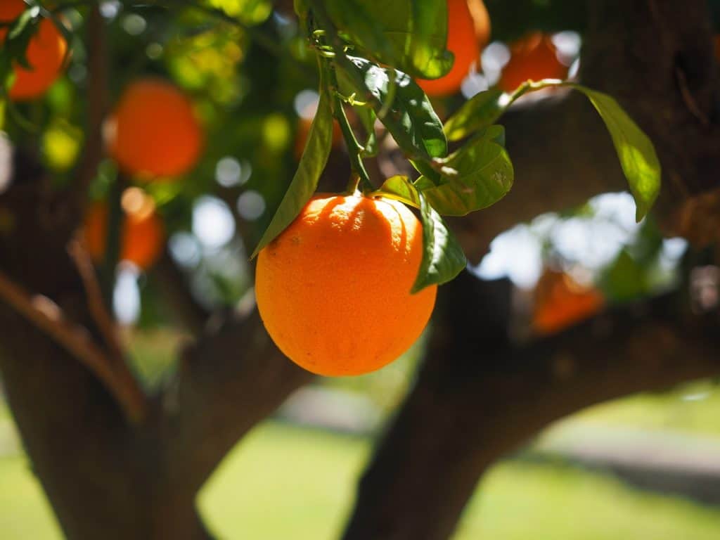 Oranges Davenport Florida